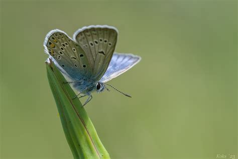 Polyommatus Amandus Foto And Bild Sommer Makro Natur Bilder Auf