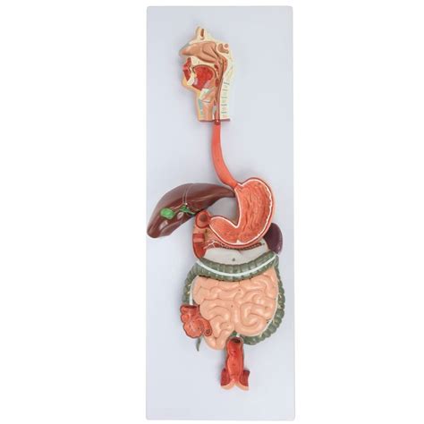 Buy Human Body Digestive System Anatomical Teaching Model Y Liver