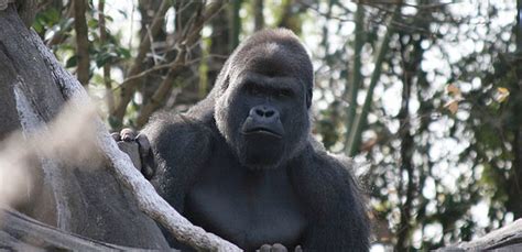 Linking ape conservation with economic development and social justice | International Institute ...