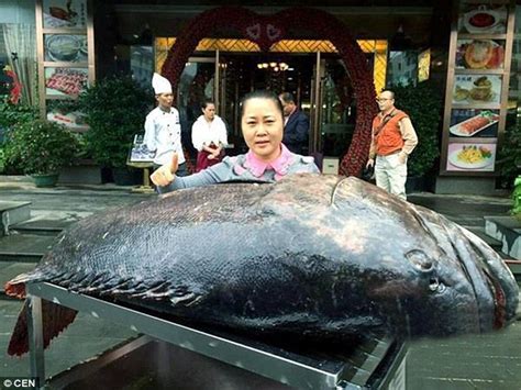 Chinese Fishermen Net A Stone Grouper In Shantou Guangdong Province