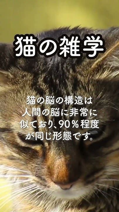 猫の脳は人間に似ている！？ 雑学 猫 Shorts Youtube