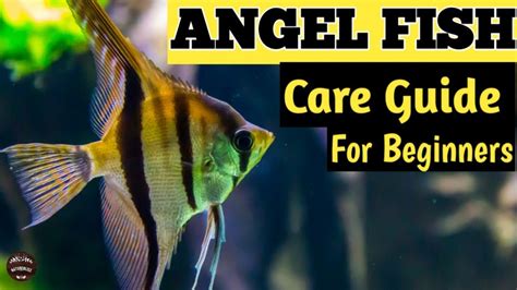 Angelfish Care Guide For Beginners How To Care For Angelfish