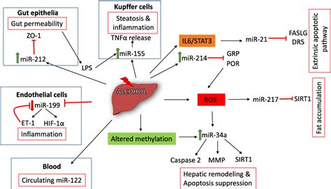 Figure 1 From Microrna Responses To Environmental Liver Carcinogens