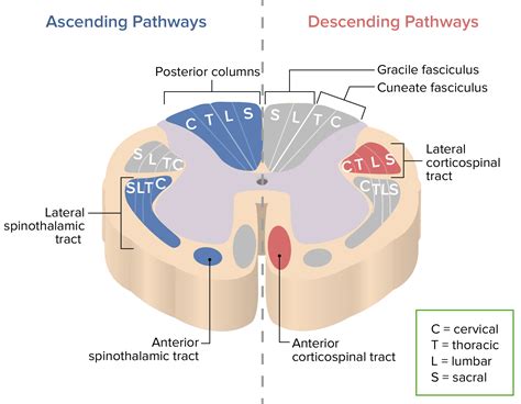 Spinal Cord Anatomy Tracts