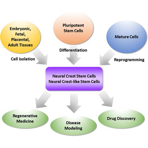 Stem Cells Translational Medicine Wiley Online Library