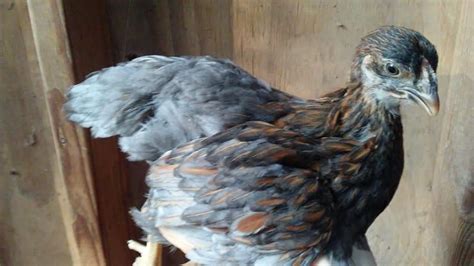 Blue Laced Red Wyandotte Hard Run Acres