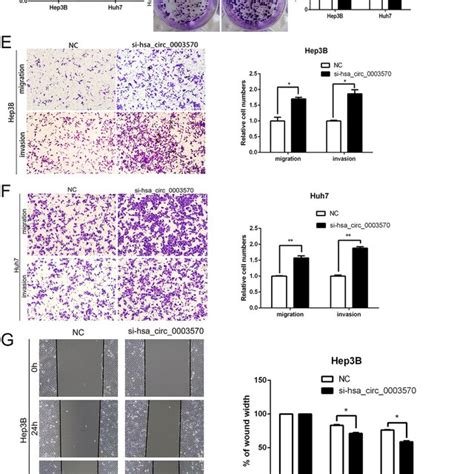 Knockdown Of Circ Promotes Proliferation Migration And