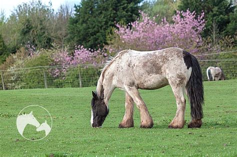 11 Tallest Horse Breeds [That Are Larger Than You May Be Used To]