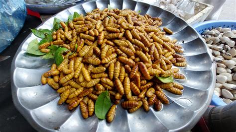 Silkworm Larvae