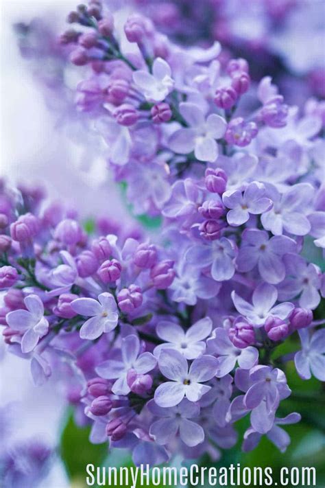 Do Lilacs Grow In Florida Lilac Bushes Are Fragrant Trees That Grow Large Clusters There