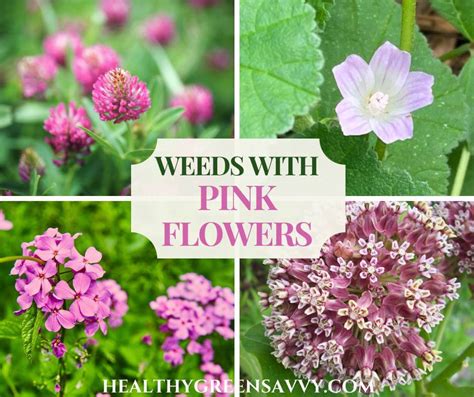 10 Weeds with Pink Flowers Foragers Should Know