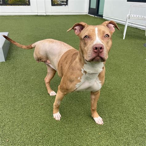 tampa bay dog adoption 5