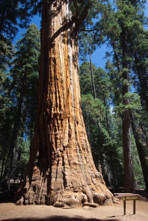 I Alberi Pi Grandi Del Mondo