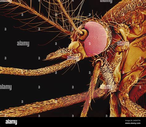 Female mosquito. Coloured scanning electron micrograph (SEM) of the ...