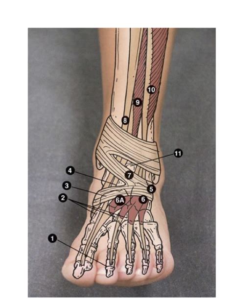 Foot Anatomy Dorsal Structures Diagram Quizlet