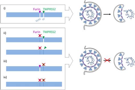 Tmprss2 And Furin Are Both Essential For Proteolytic Activation Of Sars Cov 2 In Human Airway