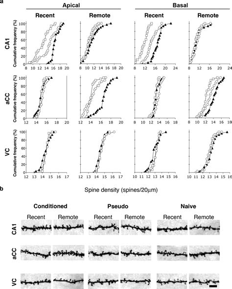 The Formation Of Recent And Remote Memory Is Associated With Time