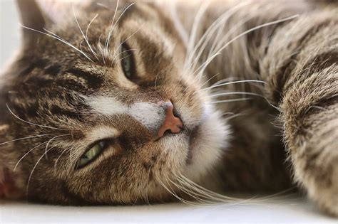 My Cat is Lethargic: What’s Causing It?