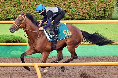 【函館2歳s追い切り】新馬戦7馬身差vのサトノカルナバルは態勢万全 佐々木も好感触「馬の気持ちを見ながら進めていきたいです」（東スポ競馬）｜d