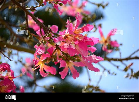 Bloom At Bottle Tree Spain Stock Photo Alamy