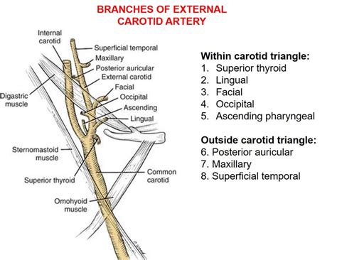 Anterior Triangle Of Neck Anatomy Qa