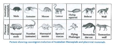 Marsupials Mammals Examples