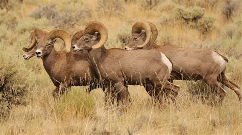 Wildlife of the Owyhee Canyonlands