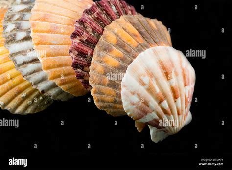 Detail Of Seashells From Around The World On Black Background Stock