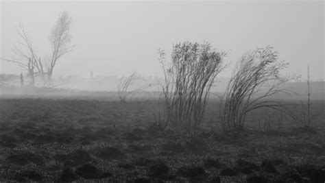 Free Images Tree Nature Forest Grass Cloud Black And White Fog