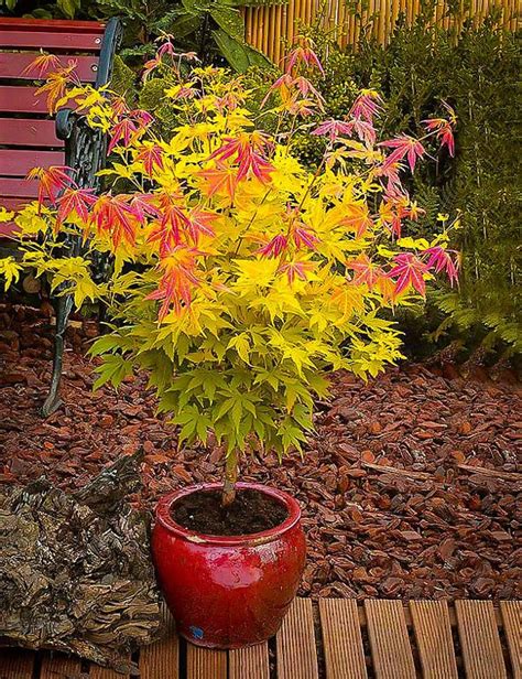 Acer Palmatum Orange Dream Shrubs Hopes Grove Nurseries