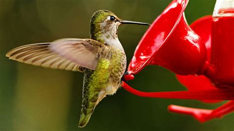 vírus dilema svietivosť hummingbird nectar Mám lekciu angličtiny ...