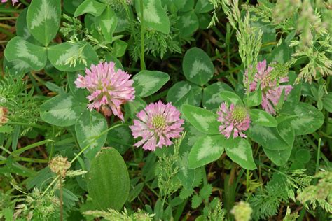 Trifolium Pratense Rot Klee