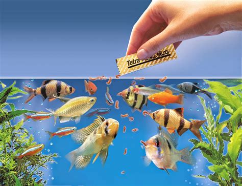 Types of Aquarium Fish Food Types and Nutritional Values - The Aquarium ...