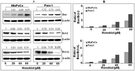 A Miapaca And Panc1 Cells Were Treated With Either Honokiol 20 40