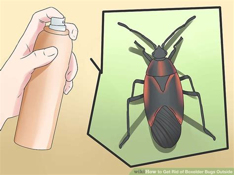 How To Get Rid Of Boxelder Bugs Outside 9 Steps With Pictures