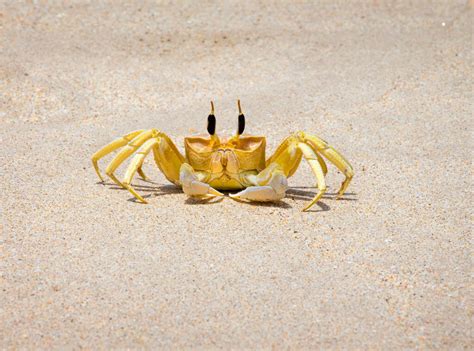 12 Popular Types Of Pet Crabs With Pictures Pet Keen 47 OFF