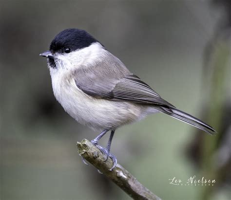 Poecile Palustris The Marsh Tit Poecile Palustris Is A Pa Flickr