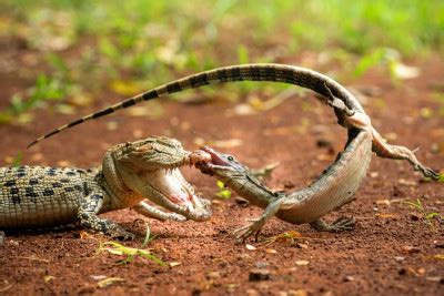 Bite Each Other By Ajar Setiadi