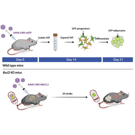 Gene Therapy Restores Adipose Tissue And Metabolic Health In A Pre