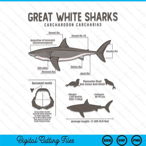 Great White Shark Anatomy Marine Biologist SVG PNG Digital File – creativeusarts