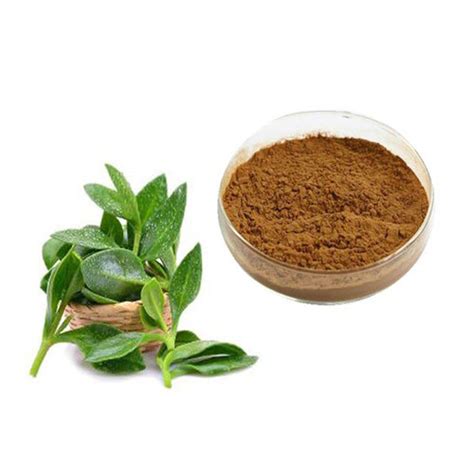 Manufacture Andrographis Paniculata Leaf Extract