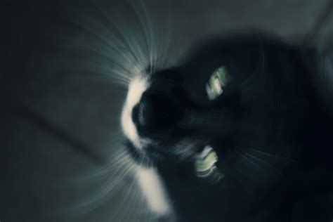 Free stock photo of black and white, cat, eyes