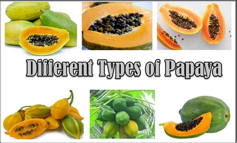 11 Different Types of Papaya With Images