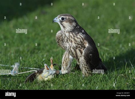 Peregrine Lure Hi Res Stock Photography And Images Alamy