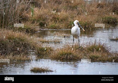 Common Spoonbill Bird In Its Natural Habitat Of Doñana National Park