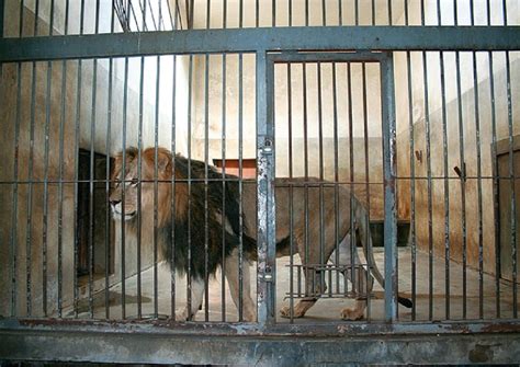 JUST IN: Lion captured after escape from Kano zoo cage