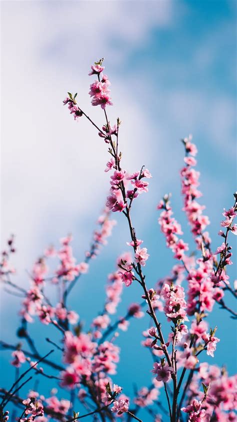 Sakura Flower Wallpaper For Phone Best Flower Site