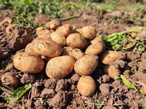 Gu A Para El Cultivo De Patatas Ecol Gicas Patata De Siembra En Espa A