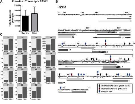 Pdf Mrb Is Essential For Productive Proteinrna Interactions