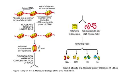 DNA supercoiling ppt pdf | PPT